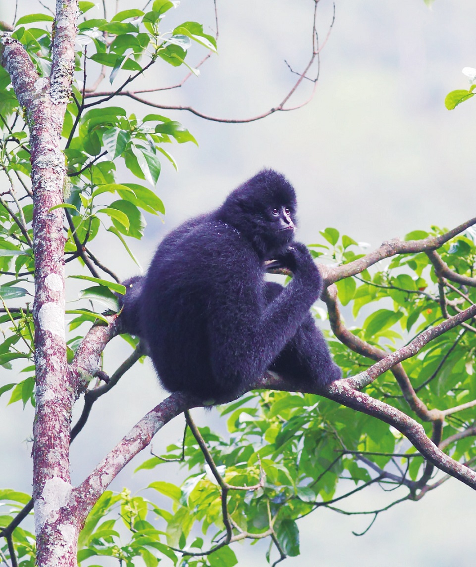 中国濒危旗舰物种传喜讯   大雪山西黑冠长臂猿确认新增一只独猿