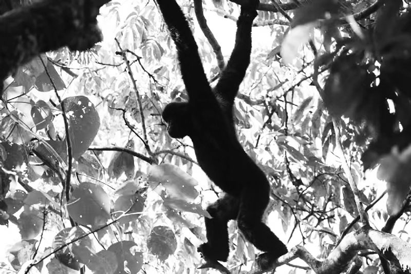 大雪山织牢濒危物种保护网 已获取西黑冠长臂猿228条监测记录